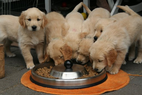 5-puppies-eating-from-the-same-bowl
