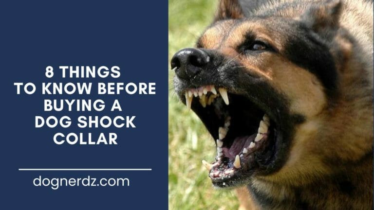8 Things to Know Before Buying a Dog Shock Collar