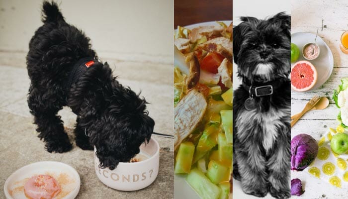 Most Important Things to Look for in Dog Food for Shih Tzu