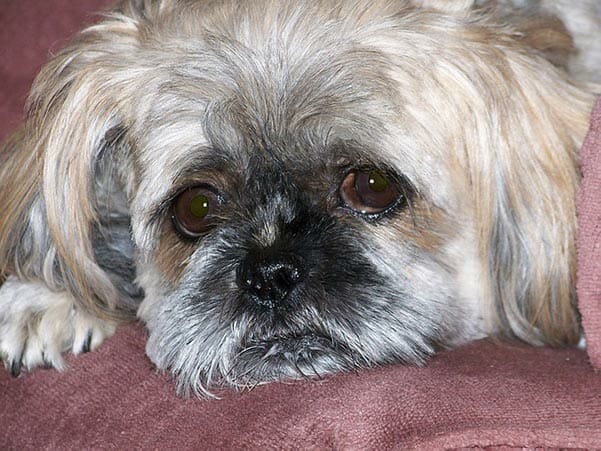 shih tzu with an eye problem is a common health issues