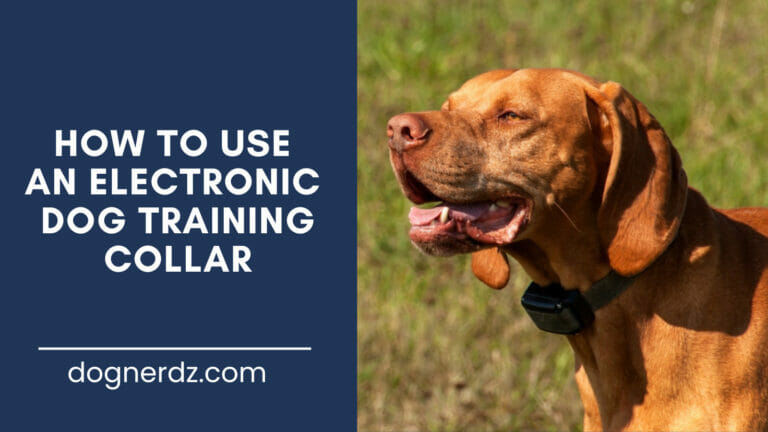 How to Use an Electronic Dog Training Collar Successfully
