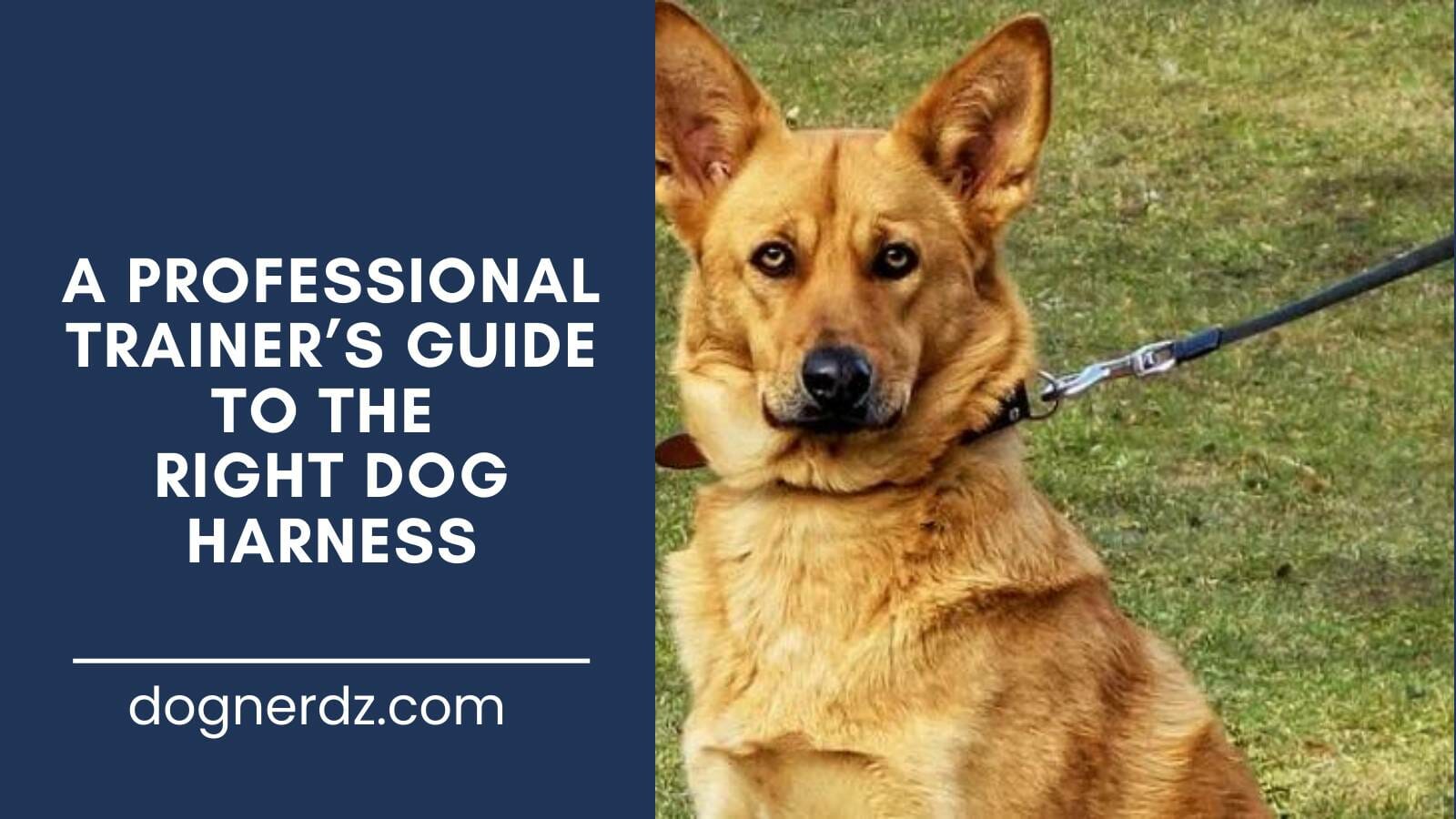 review on the professional trainer’s guide to the right dog harness