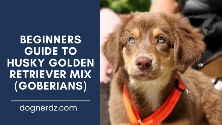 Beginners Guide to Husky Golden Retriever Mix (Goberians)