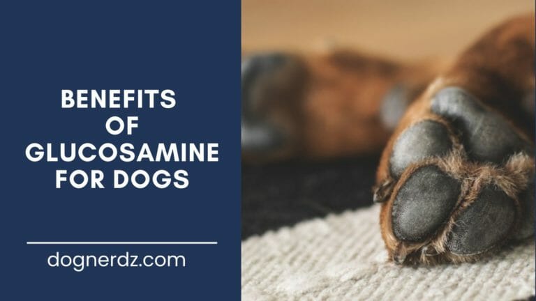 guide on benefits of glucosamine for dogs