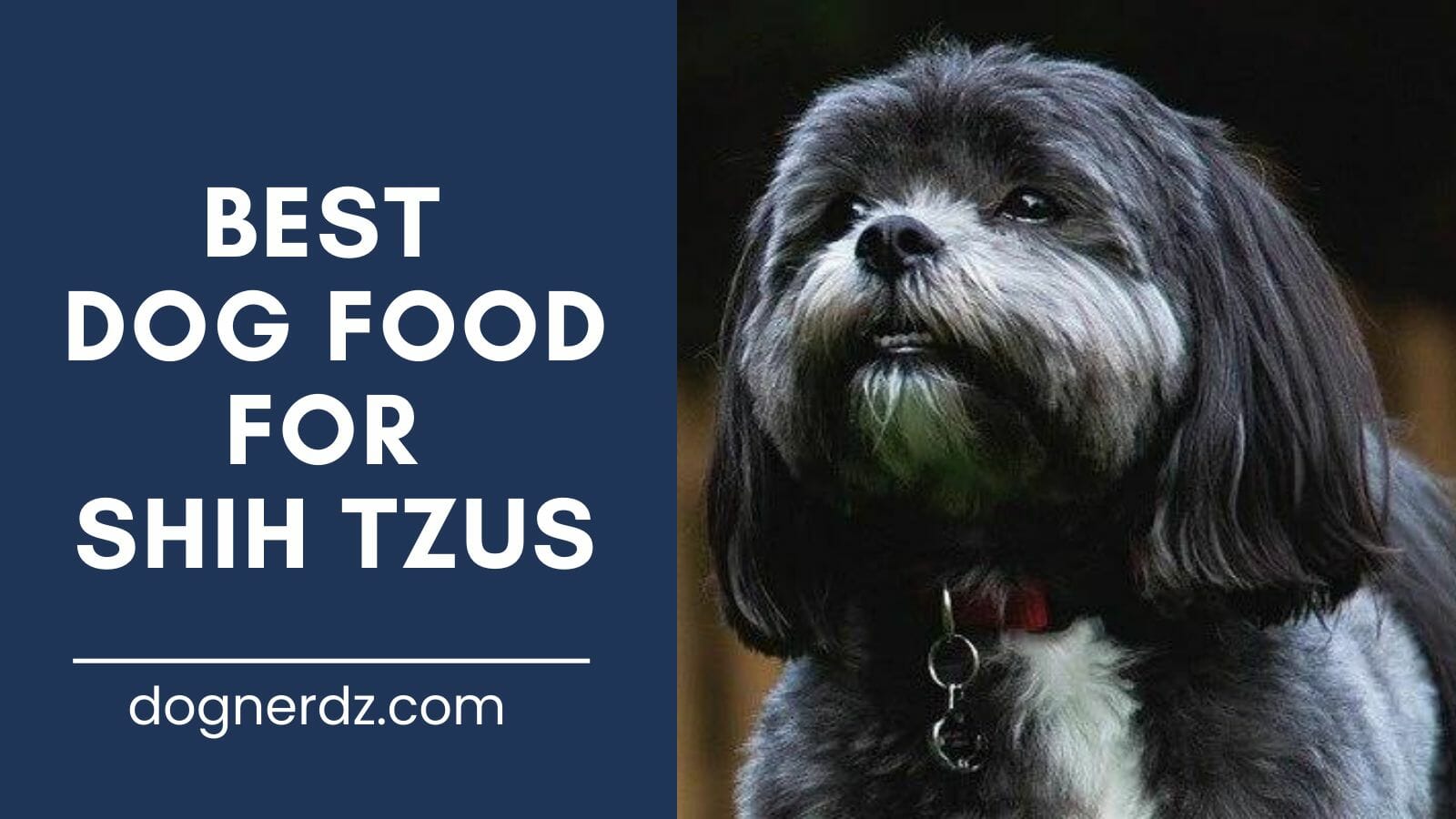 review of best dog food for shih tzus