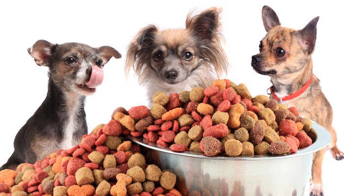 Best Dog Food for Small Dogs in Review