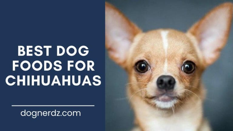 10 Best Dog Foods for Chihuahuas in 2024