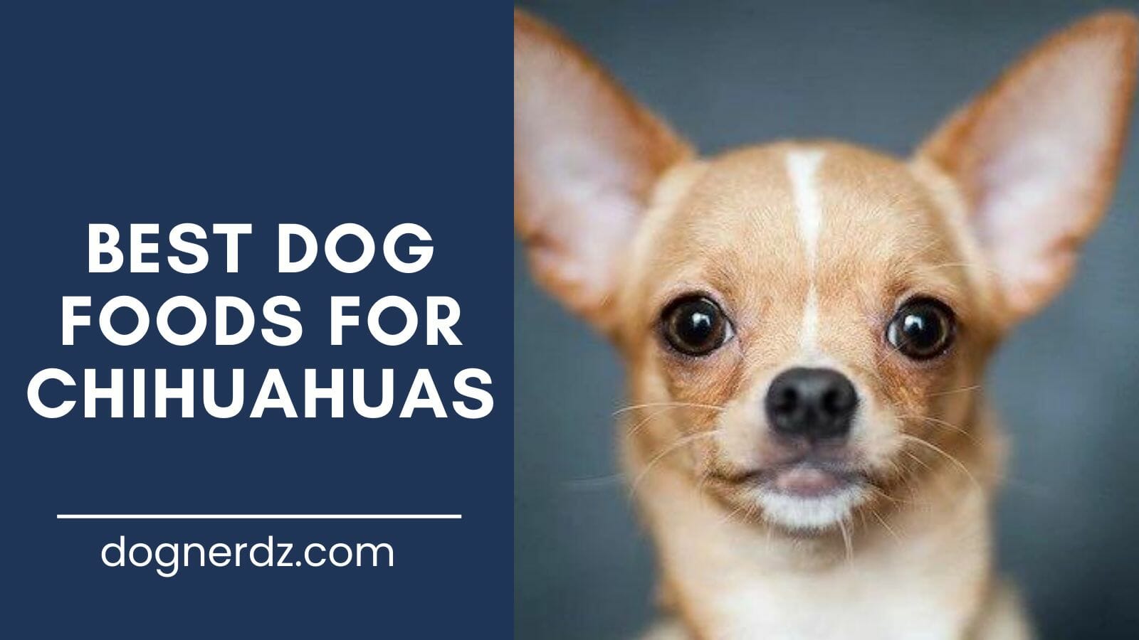 review of the best dog foods for chihuahuas