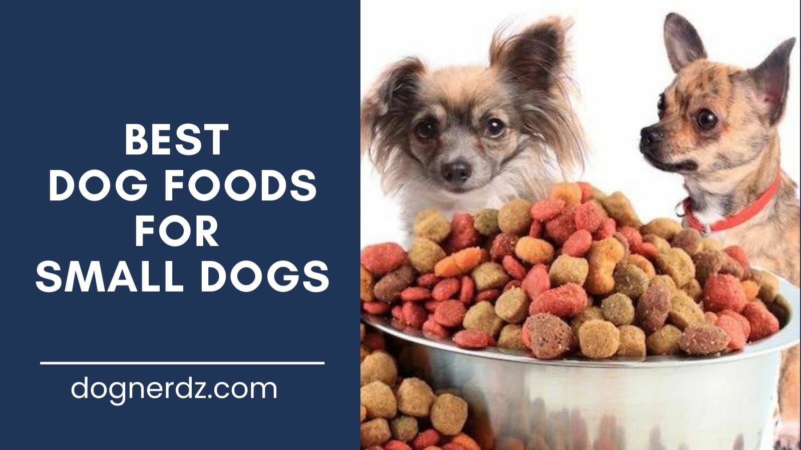 review of the best dog foods for small dogs