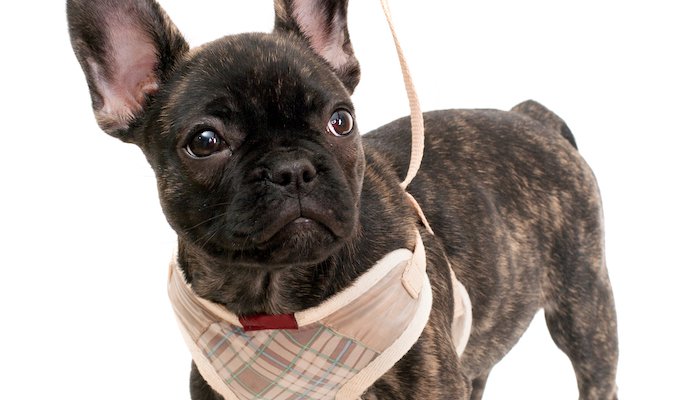 15 Best Harnesses for Small Dogs in 2022