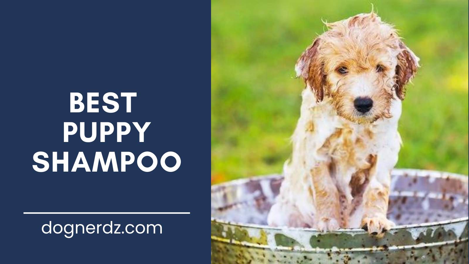 review of the best puppy shampoo