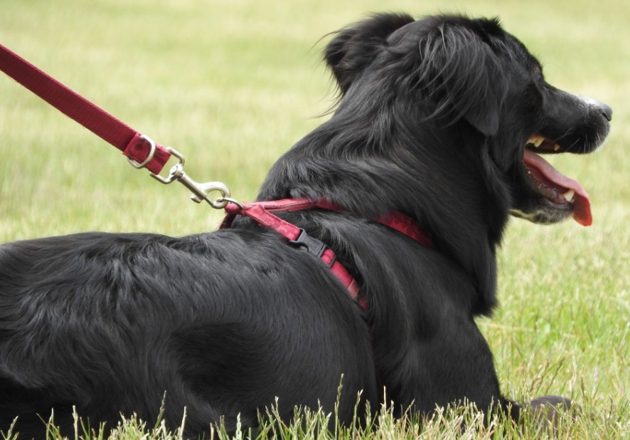 black-long-hair-dog-on-a-red-harness