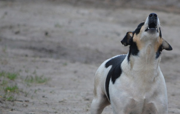 black-spotted-white-dog-howling