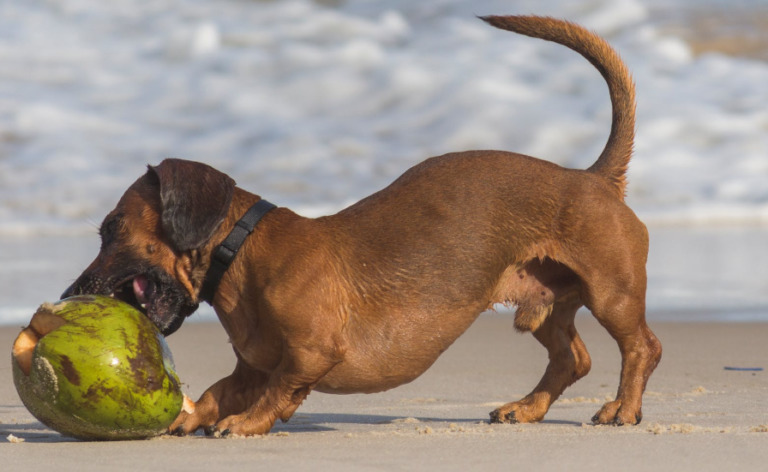 brown-dog-biting-on-the-coconut-fruit-by-the-beach