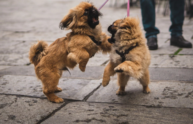 two-tiny-dogs-on-leash-playing
