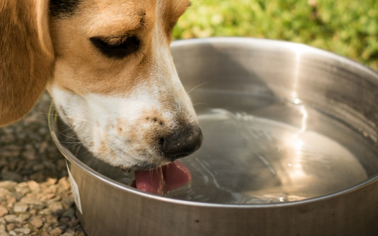 dog-drinking-clean-water-from-aluminium-bowl