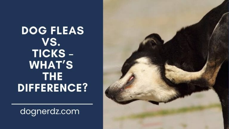 Dog Fleas Vs. Ticks – What’s the Difference?