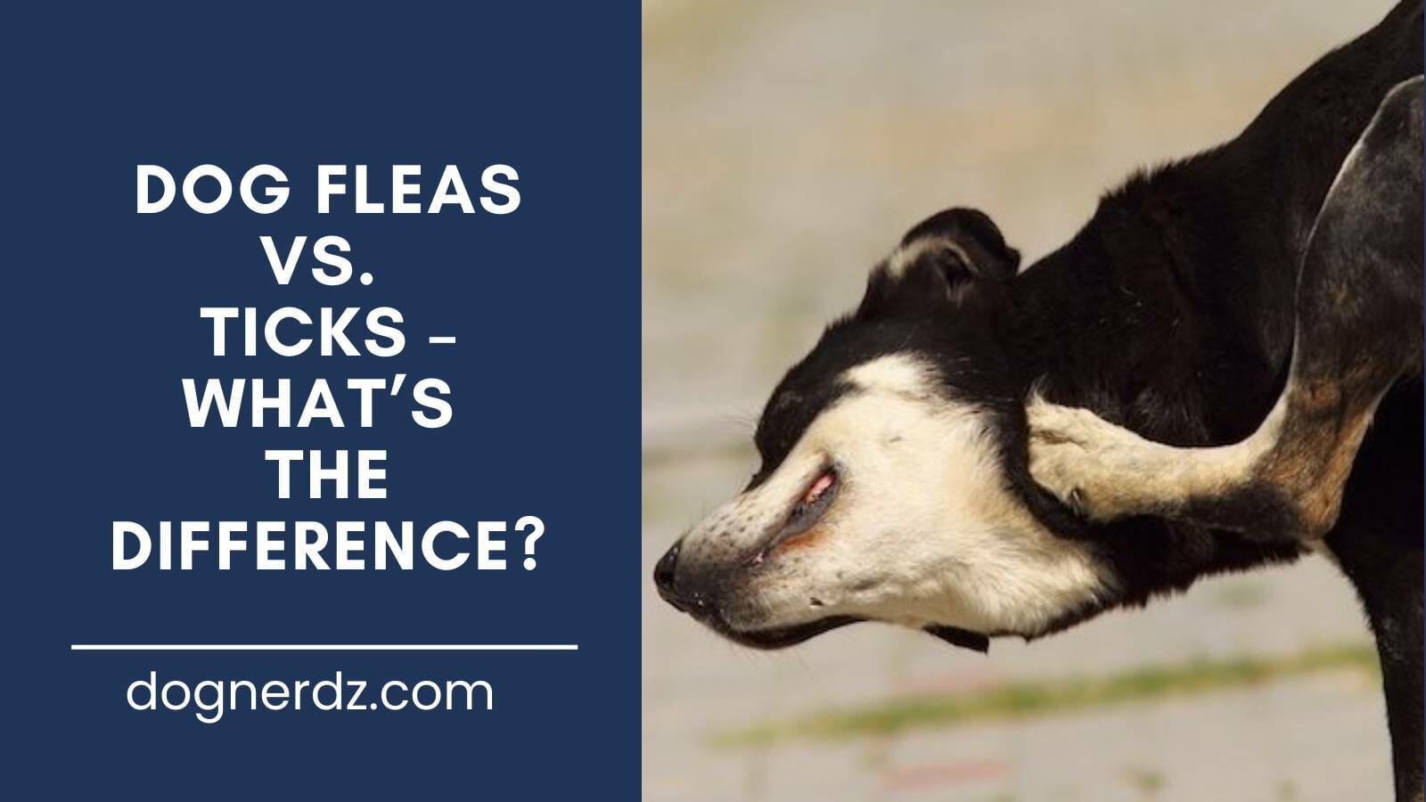 guide on dog fleas vs. ticks – what’s the difference