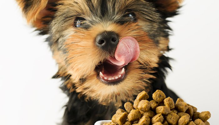 11 Best Dog Foods for Sensitive Stomachs in 2024