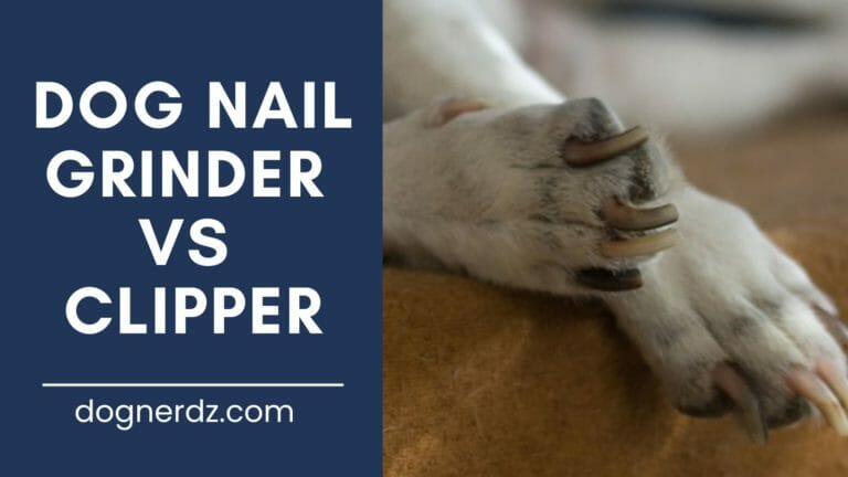dog nail grinder vs clipper which is better for trimming dog nails