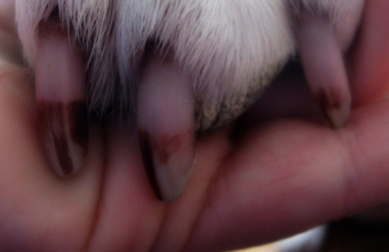 dog-nails-protruding
