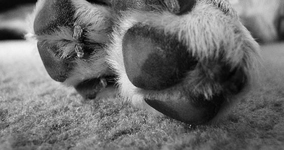 dogs-feet-showing-the-nails