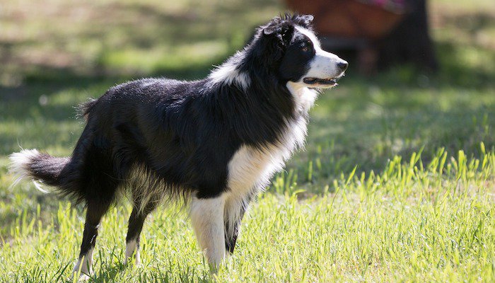 Easiest Dog Breeds to Train