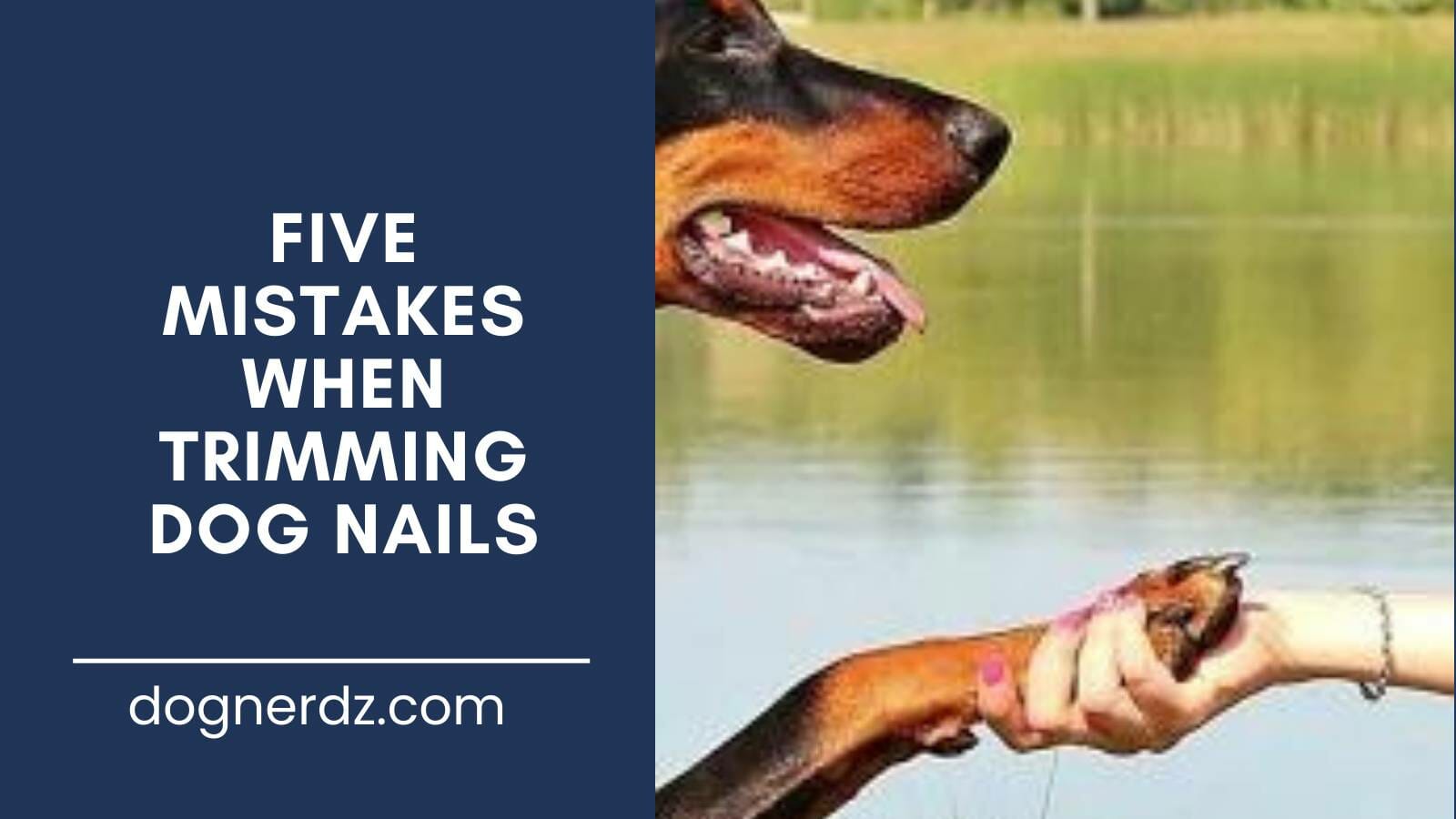 guide on five mistakes when trimming dog nails