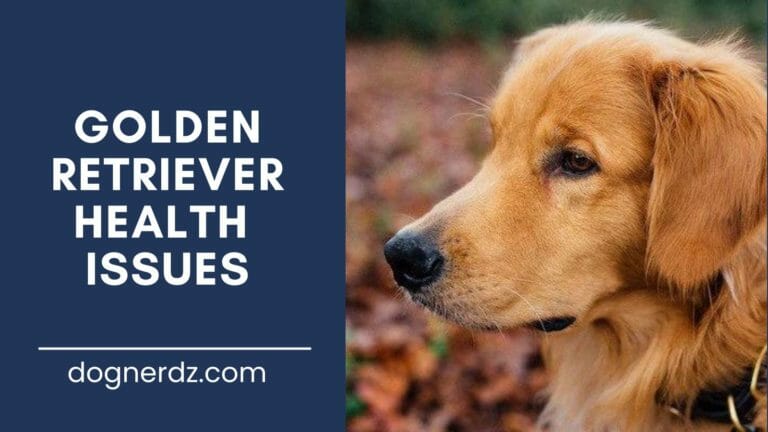 guide on golden retriever health issues