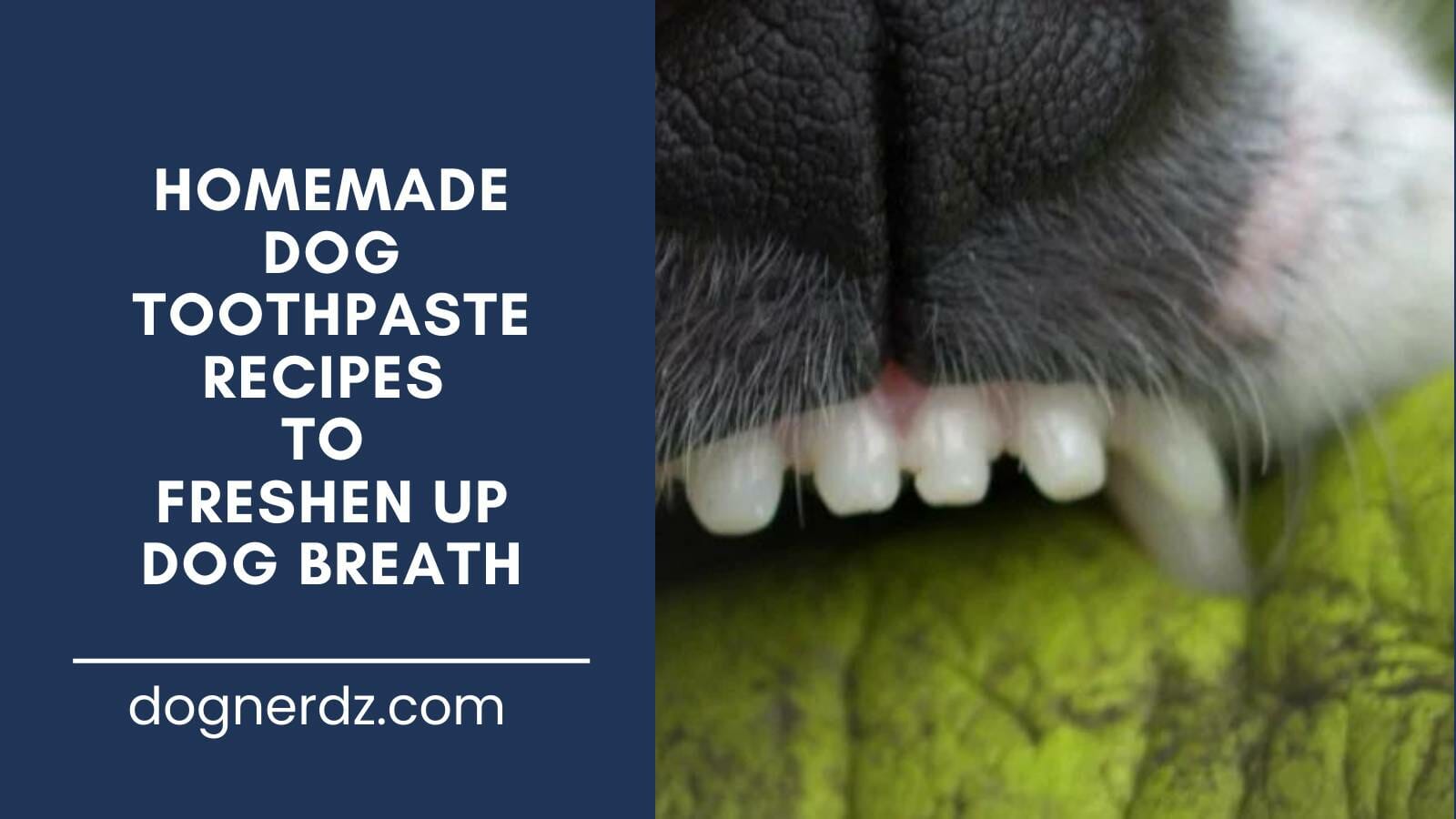 homemade dog toothpaste recipes to freshen up dog breath