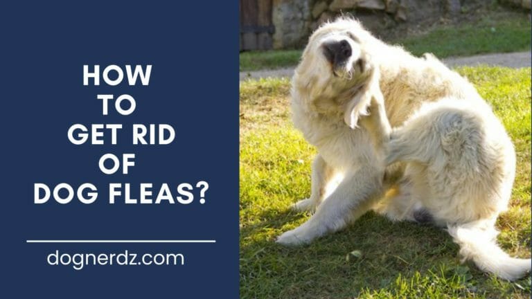 guide on how to get rid of dog fleas