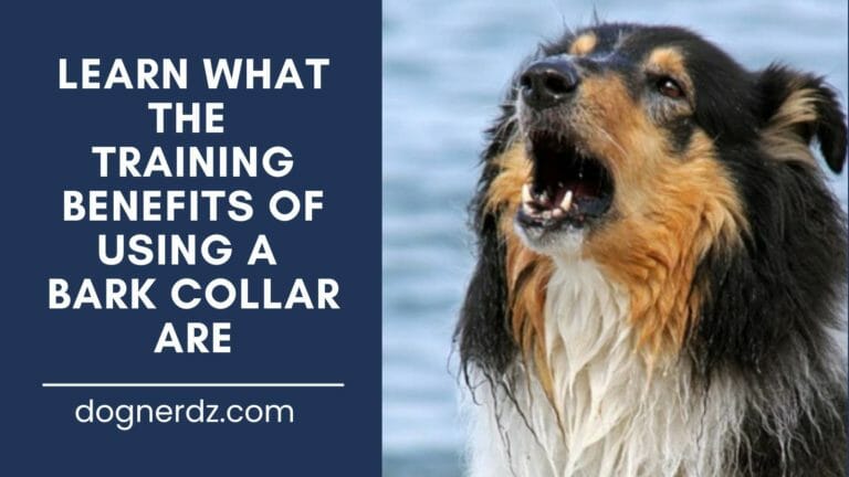 learn what the training benefits of using a bark collar are