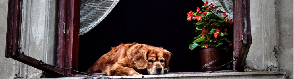 old-brown-dog-resting-on-the-window
