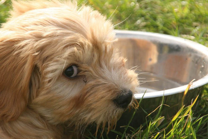 puppy-resting-its-head-on-the-water-bowl