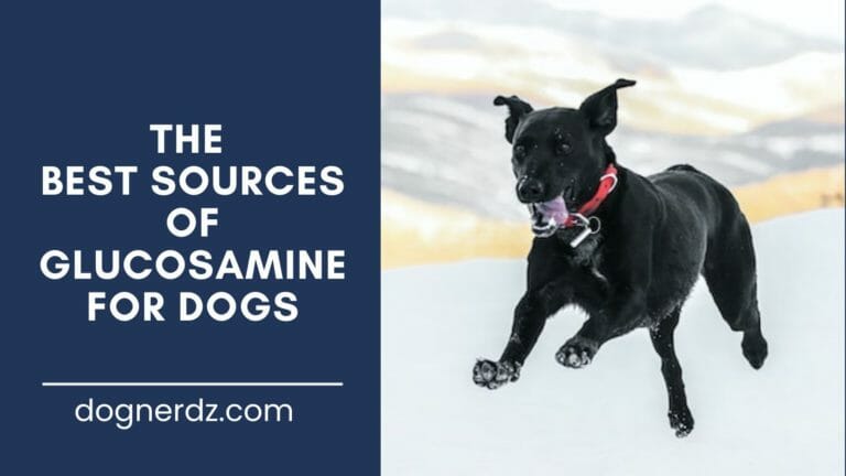 guide on the best sources of glucosamine for dogs