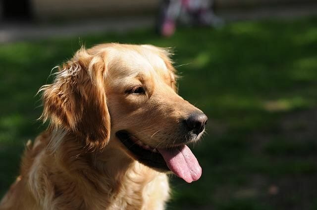 The Golden Retriever is a Similar Breed