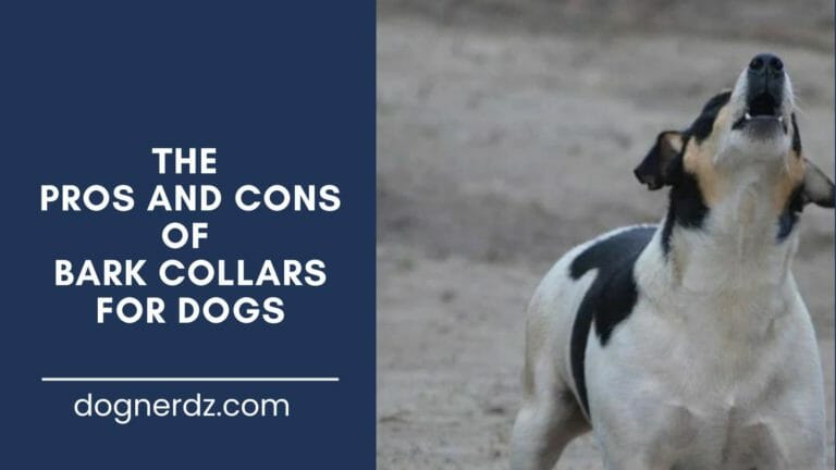 The Pros and Cons of Bark Collars For Dogs