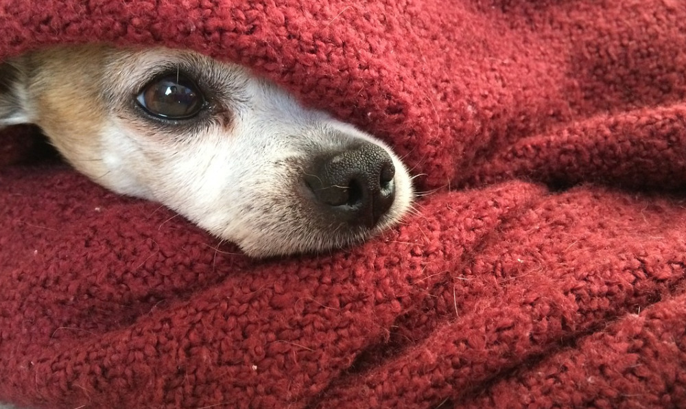 tiny-dog-hiding-beneath-a-red-blanket