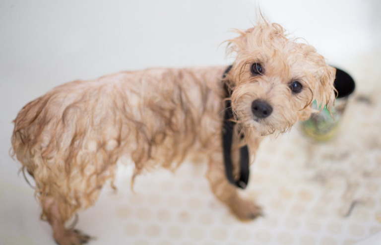 wet-small-hairy-dog-looking-at-the-camera