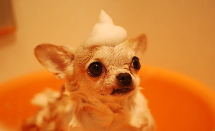 puppy having a shampoo while bathing