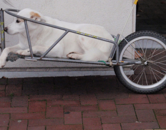 white-dog-in-trailer-waiting-for-its-owner