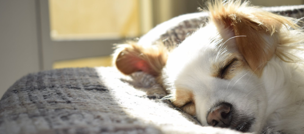 white-dog-sleeping-on-the-pillow