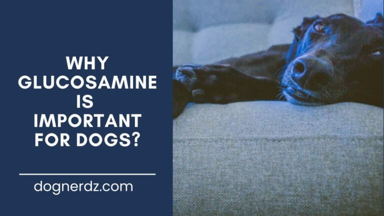 guide on why glucosamine is important for dogs