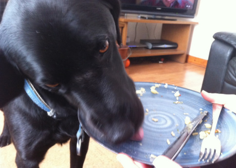 dog-licking-empty-plate