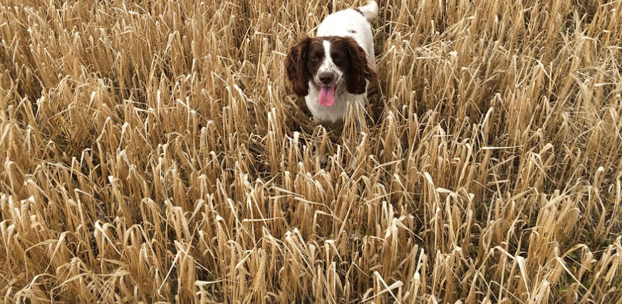 Dog-on-a-field-of-grain