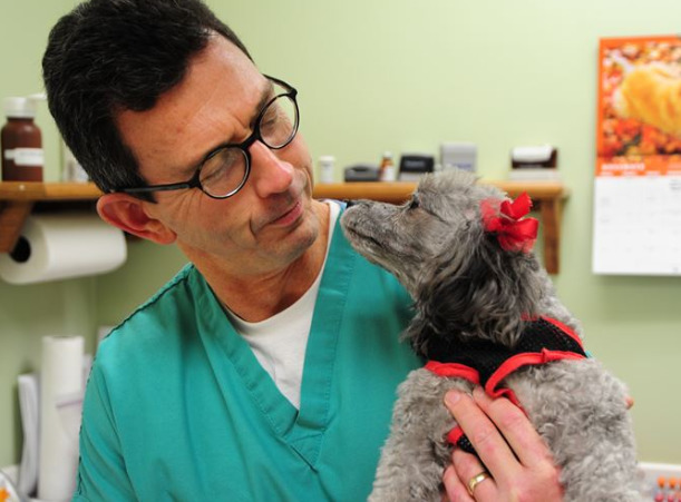 veterinarian-and-dog-looking-each-other