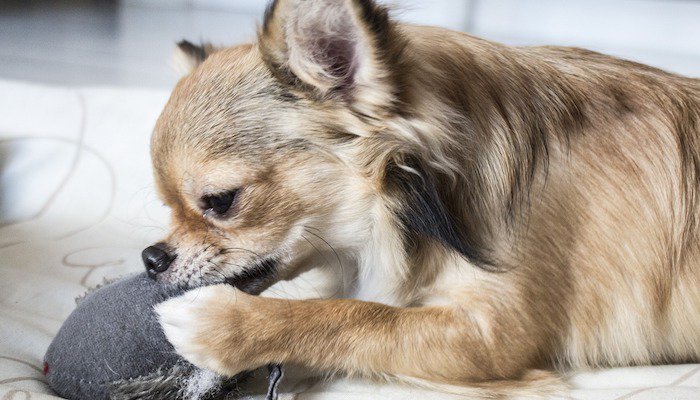 10 Best Chew Toys for Puppies in 2022