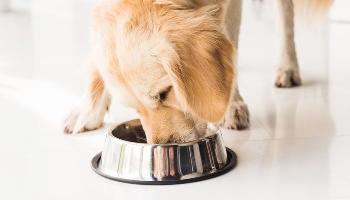 Best Dog Food for Golden Retriever Dogs