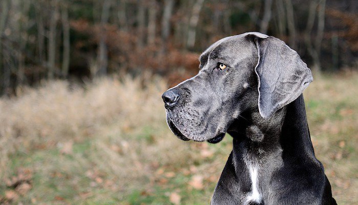 7 Best Dog Foods for Great Danes in 2022