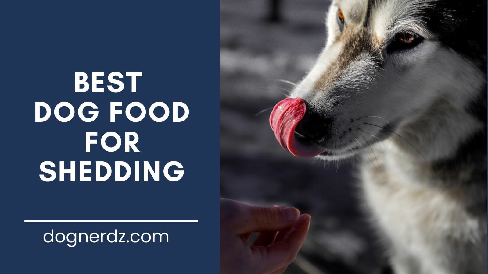 review of the best dog food for shedding